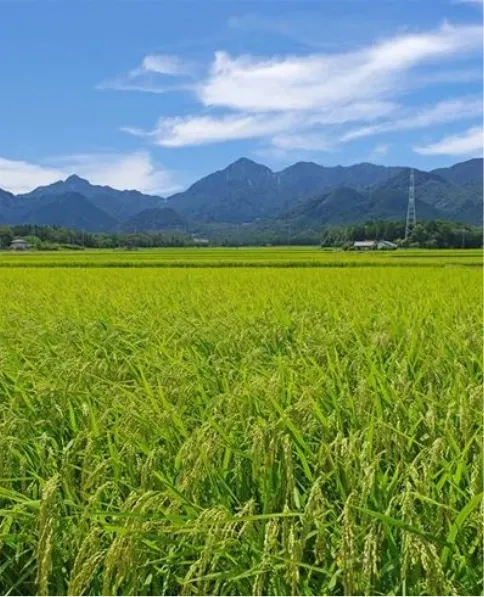 稲造について